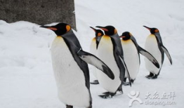 企鹅吃瓜爆料视频在线观看,热门视频在线观看，笑料百出！